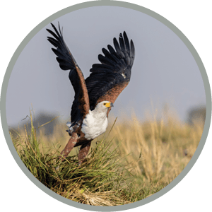 AFRICAN FISH EAGLE, Icthyophaga vocifer