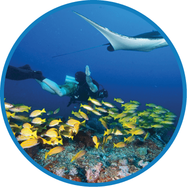 A person is diving in the water with a stingray above them. Description generated by AI