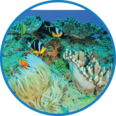 A coral reef with a variety of colorful fish and coral. Description generated by AI