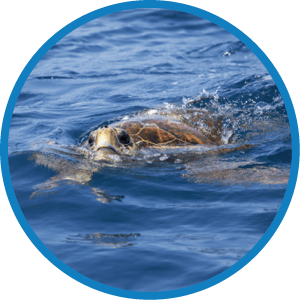 A turtle swimming in the ocean. Description generated by AI