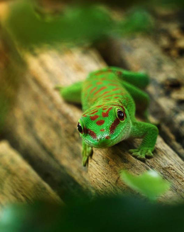 Madagascar giant Day gecko is beautiful small lizard, Day gecko have beautiful green emerald color in the Madagascar forest. Beautiful animals in the world. Selective focus and free space for text.