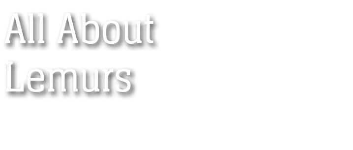 All About Lemurs