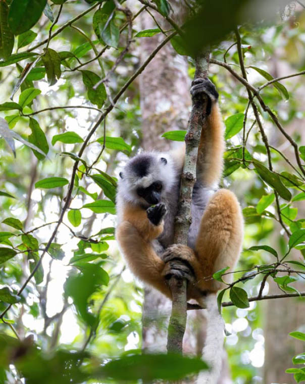Colorful Diademed Sifaka lemur, (Propithecus diadema) Endangered endemic animal on tree in rain forest, Andasibe-Mantadia National Park- Analamazaotra, Madagascar wildlife animal.