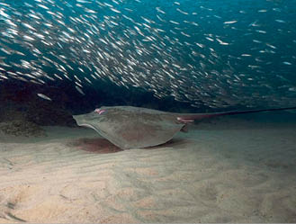 Stingray swimming
