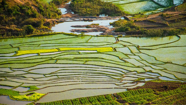 rice terrasses fields in Madagascar in early spring. Small light green shoots on irregularly shaped stepped areas.