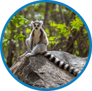 ring tailed lemur in wild ranomafana national park