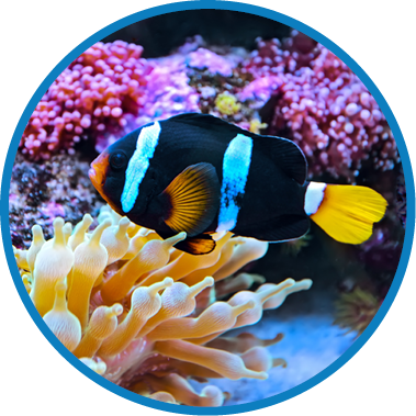 The marine life of the Indian Ocean