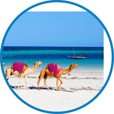 Camels at Diani Beach - Galu Beach - in Kenya, Africa
