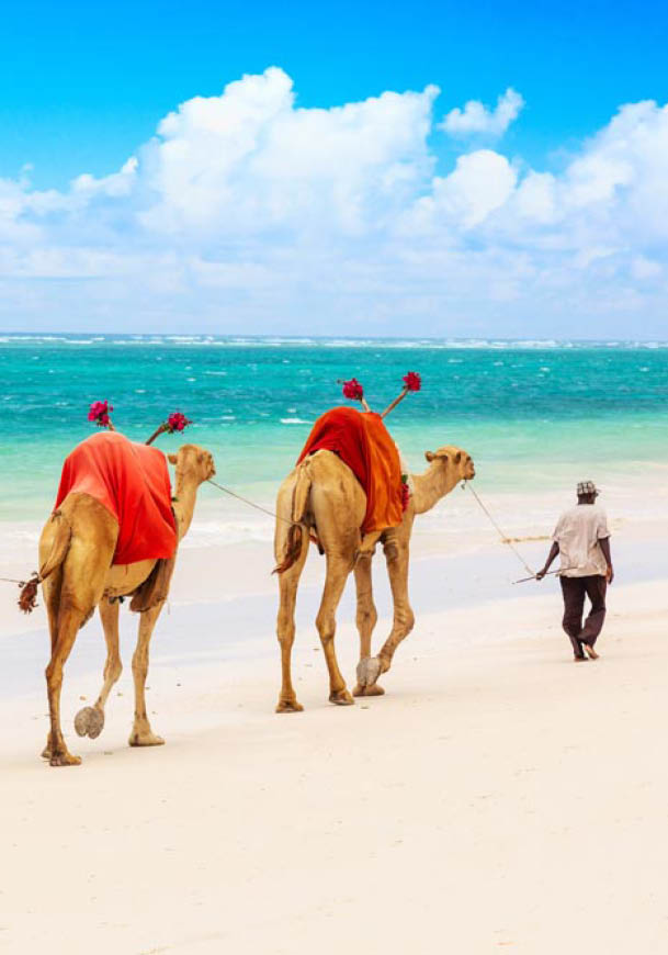 Camels at African sandy Diani beach, Indian ocean in Kenya, African landscape