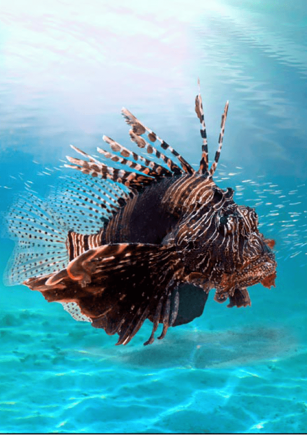 Lionfish (Pterois volitans) of Red Sea