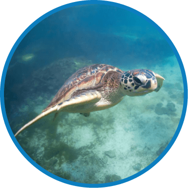 A group of Green sea turtles swimming in Zanzibar
