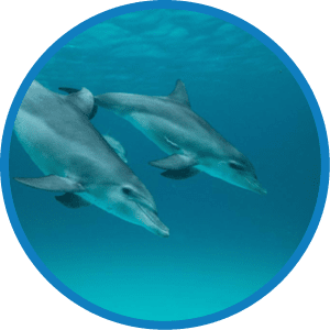 wild dolphins swimming in the ocean