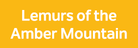 Lemurs of the Amber Mountain