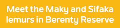 Meet the Maky and Sifaka lemurs in Berenty Reserve