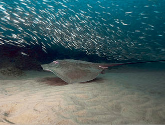 Stingray swimming