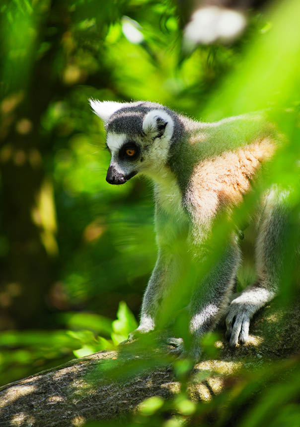 A lemur standing on a tree branch. Description generated by AI