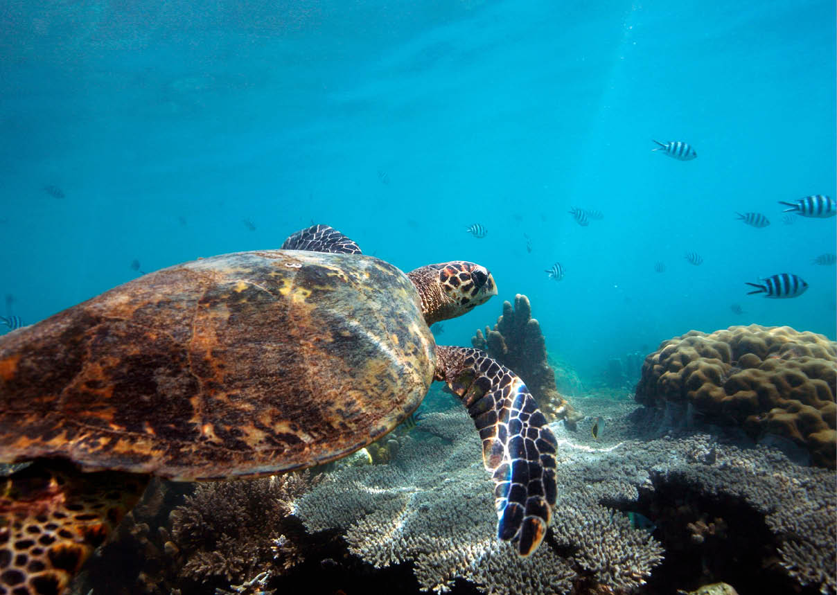 A turtle swimming in the ocean. Description generated by AI