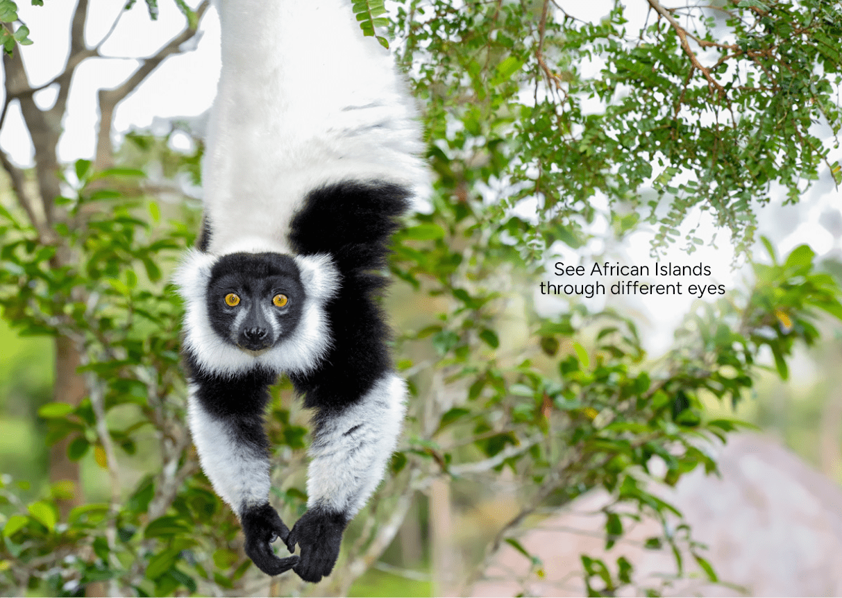 A black and white monkey is hanging from a tree. Description generated by AI