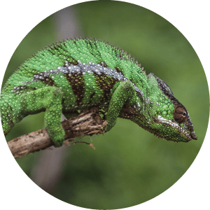 A green and brown lizard is sitting on a branch. Description generated by AI