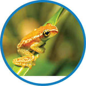 A small green and yellow frog sitting on a leaf. Description generated by AI