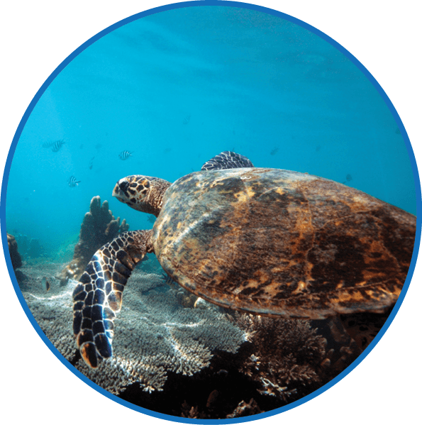 Underwater view of a green sea turtle (Chelonia mydas) swimming above the coral reef in Nosy Komba waters. Madagascar, Africa.