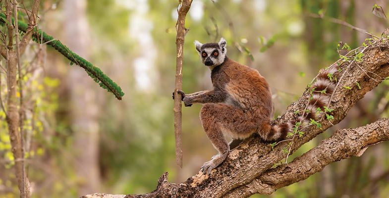 A lemur is sitting on a tree branch. AI generated content