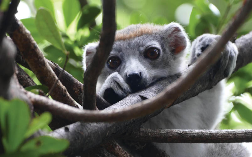 A small gray and white animal is sitting in a tree. Description generated by AI