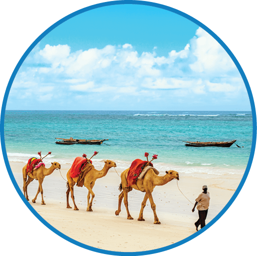 Four camels walking on the beach. Description generated by AI