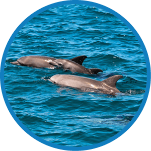 Three dolphins swimming in the ocean. AI generated content