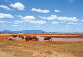 Elephant in water. National park of Kenya, Africa