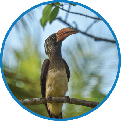 A bird with a red beak perched on a branch. Description generated by AI