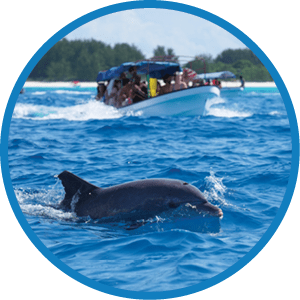 A dolphin swimming in the ocean. Description generated by AI