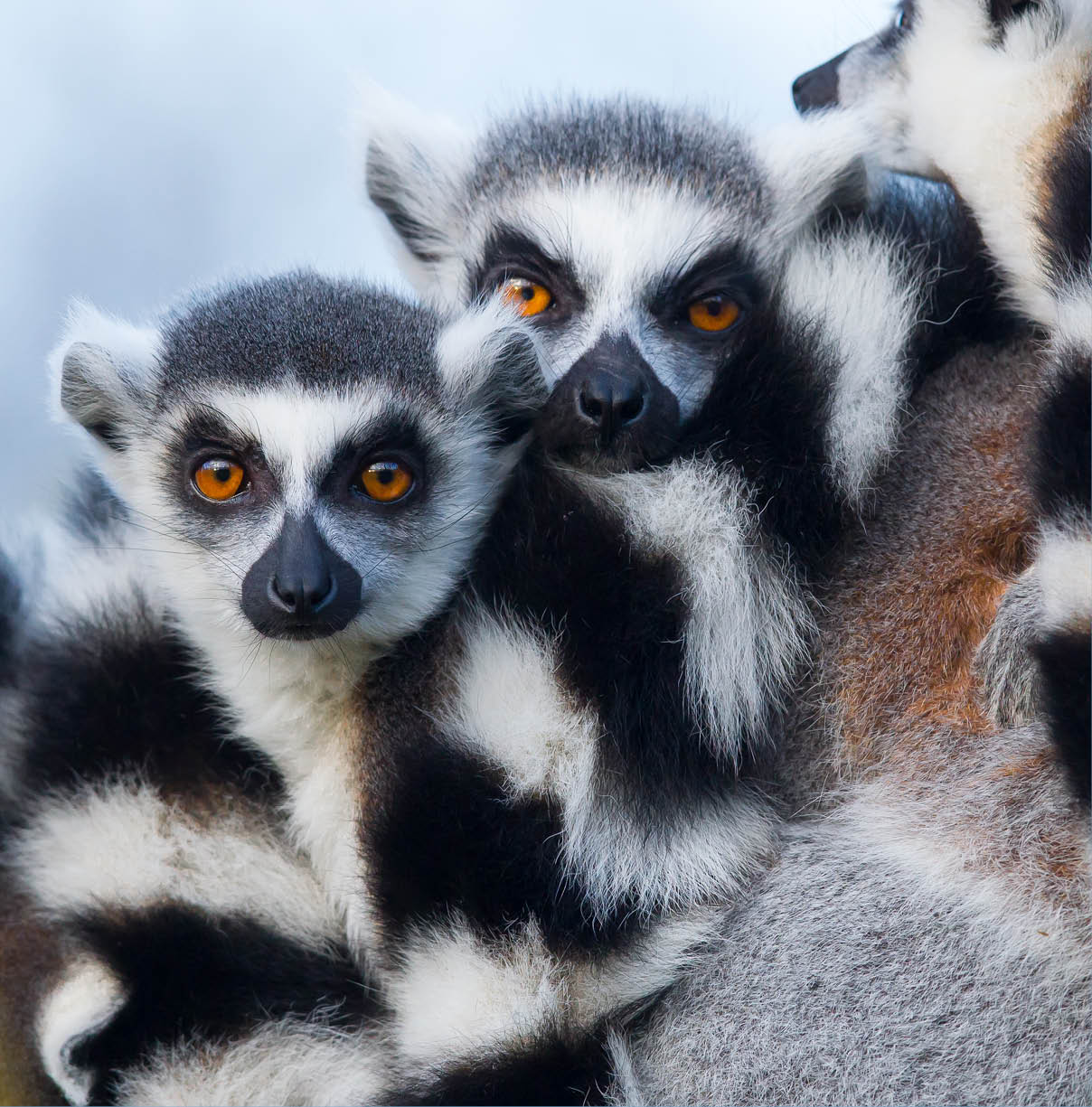 Ring-tailed lemur (Lemur catta) in a tree