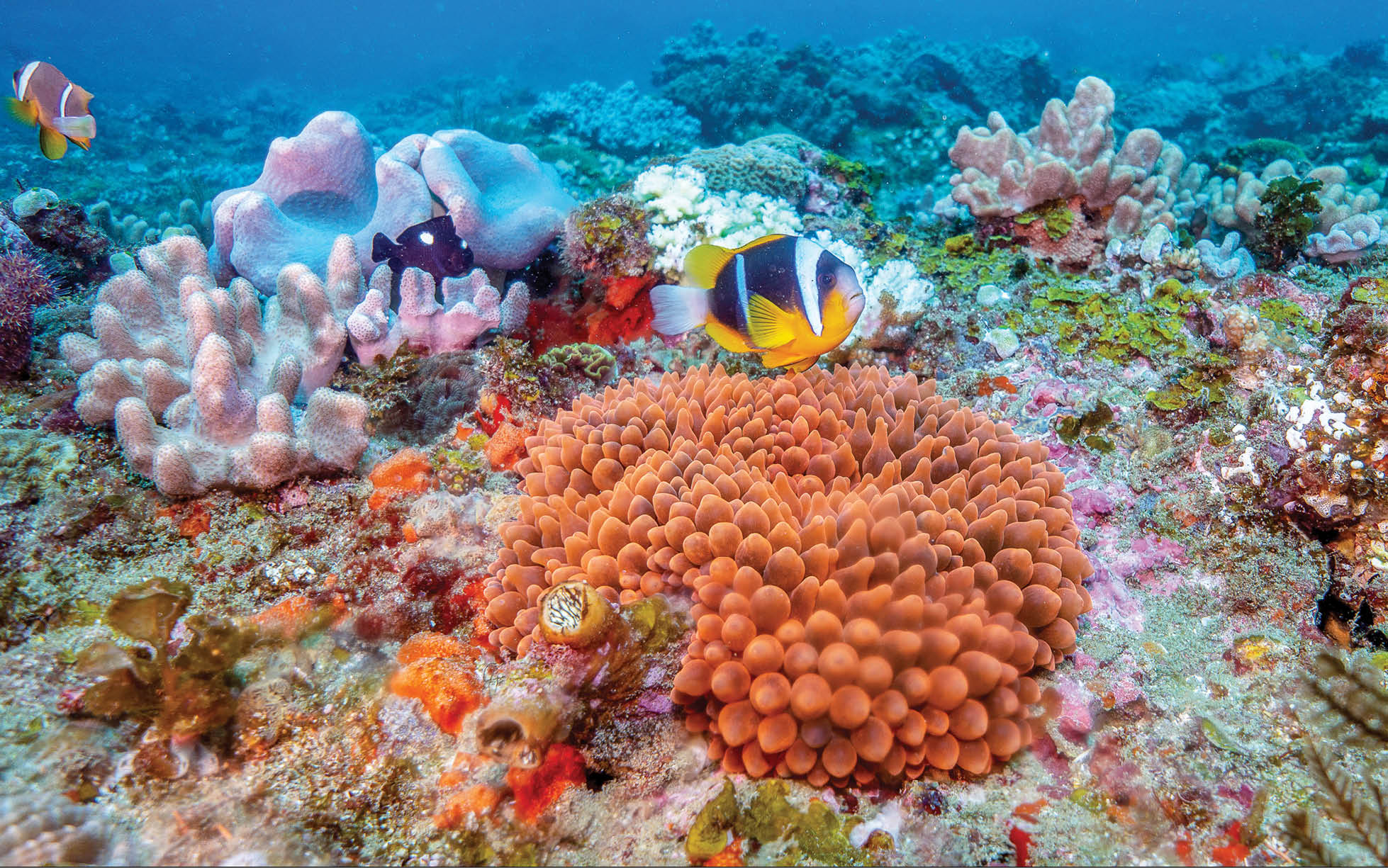 The clown fish hides in its wonderful orange anemone