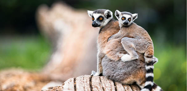 Lemur catta baby on the mother's backLemur catta baby and motherLemur Catta.