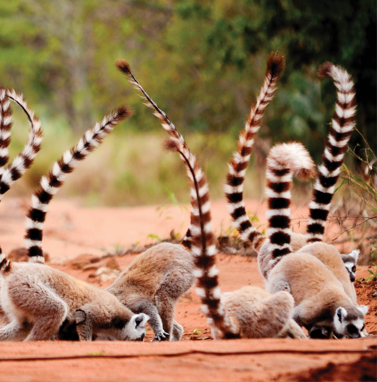 Ringtailed lemur, Lemur catta, eating soil in Berenty reserve Madagascar